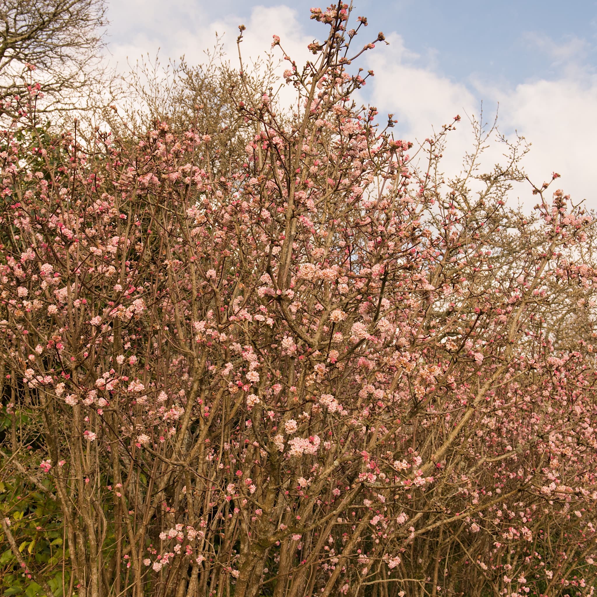 Viburnum bodn. 'Charles Lamont'