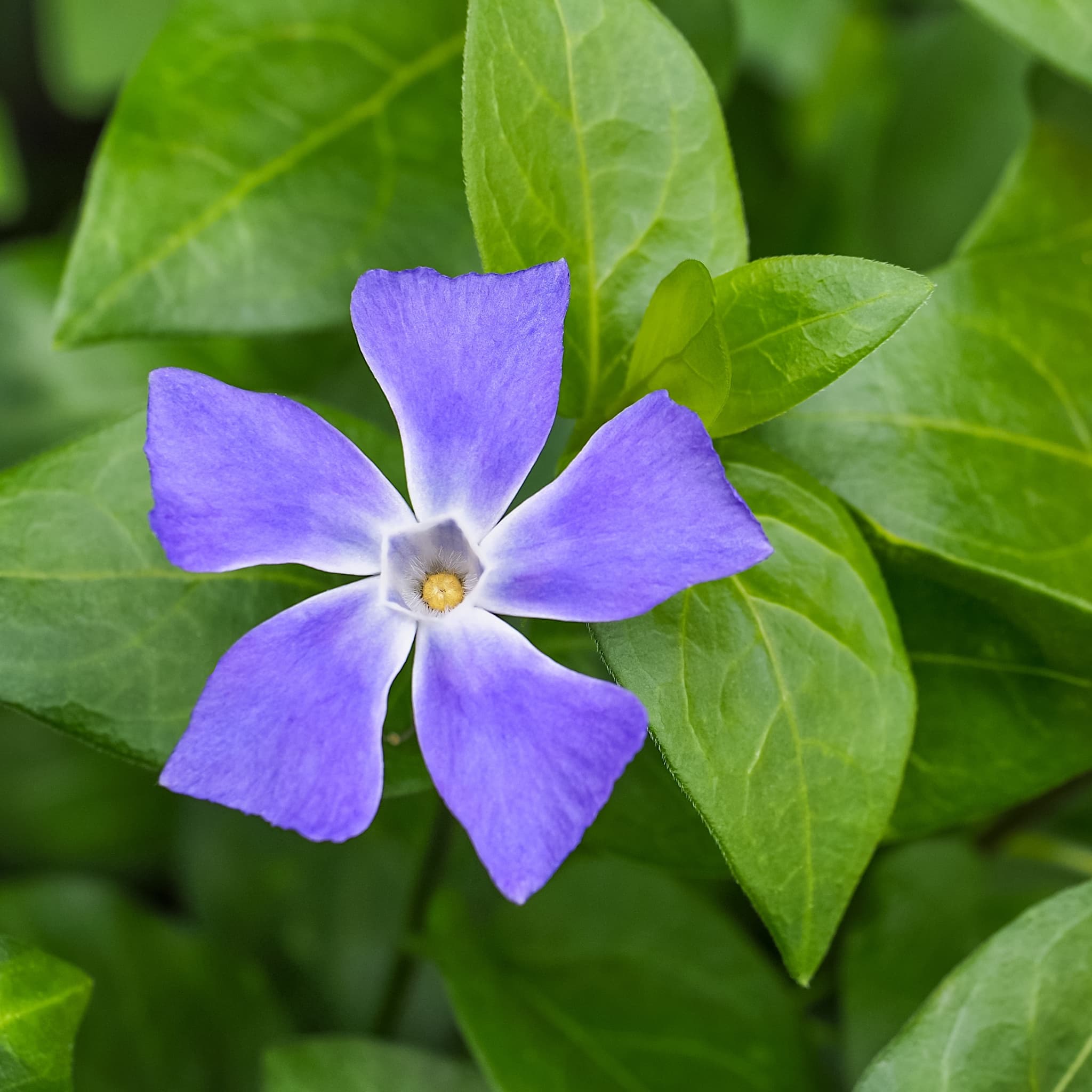 Vinca major