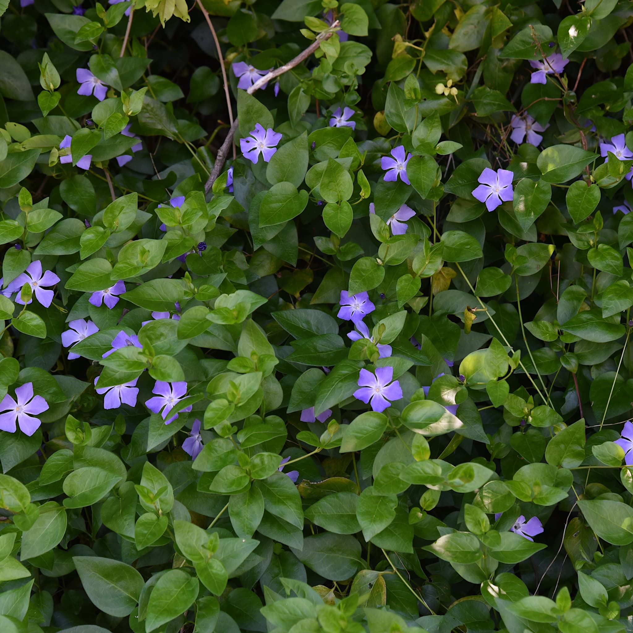 Vinca major