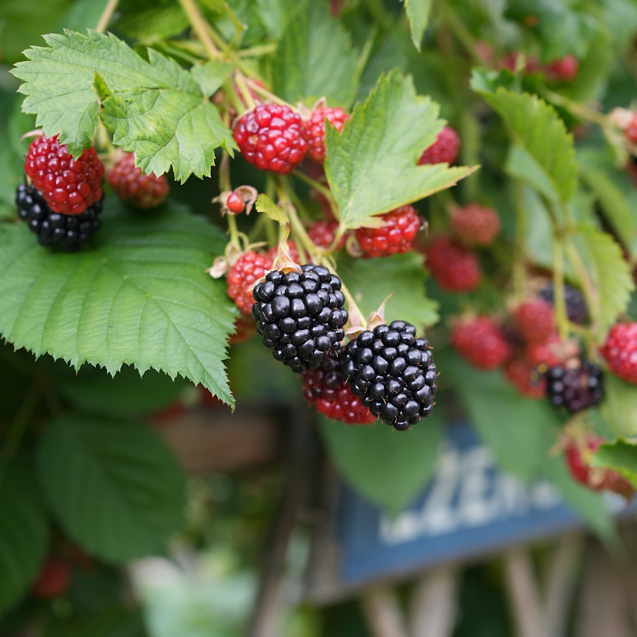 Rubus fruticosus 'Waldo'