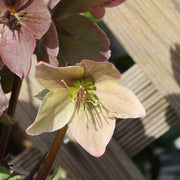 Helleborus 'Winter Passion'