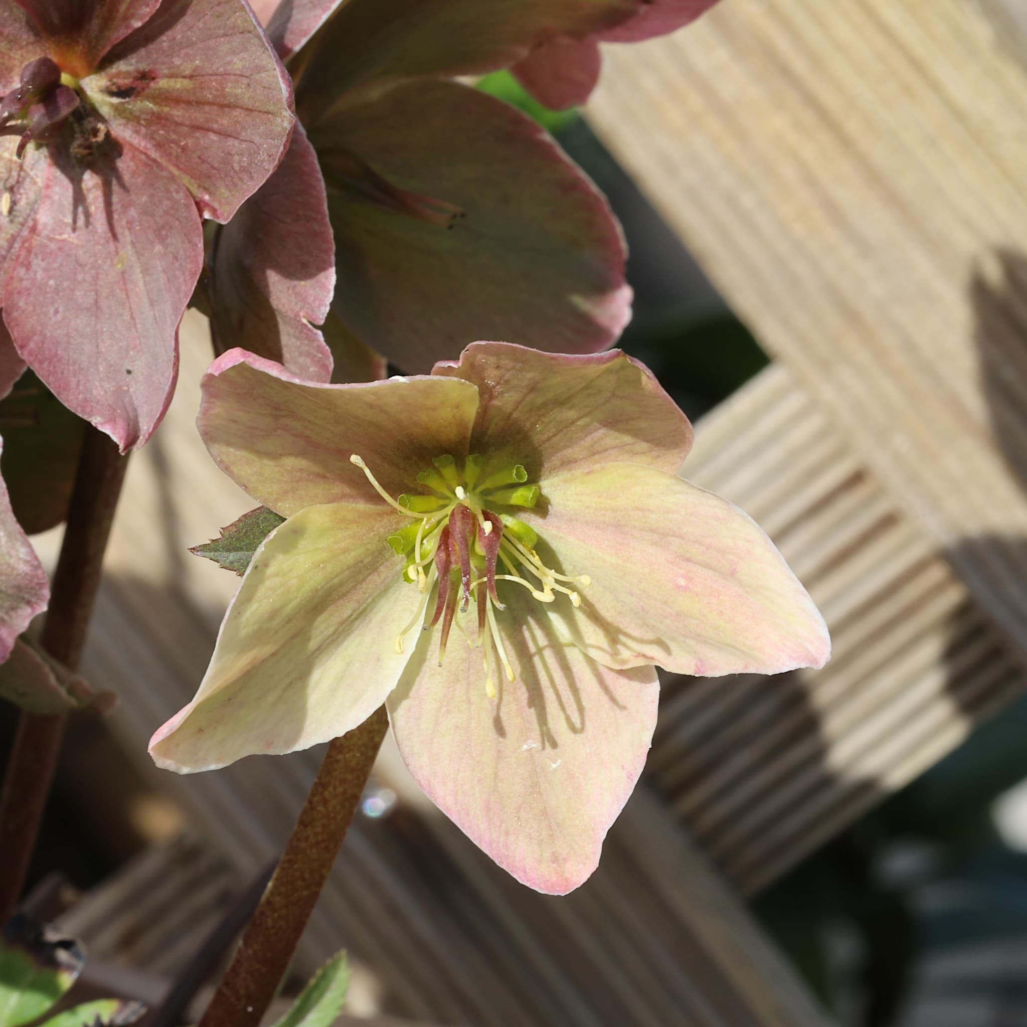 Helleborus 'Winter Passion'