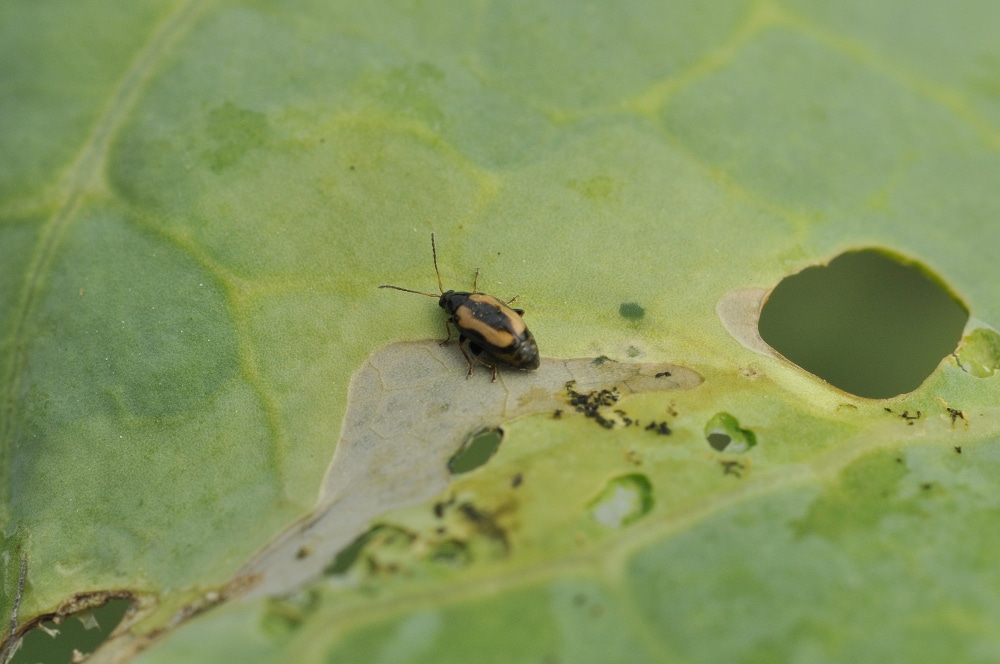 Flea beetle on plant