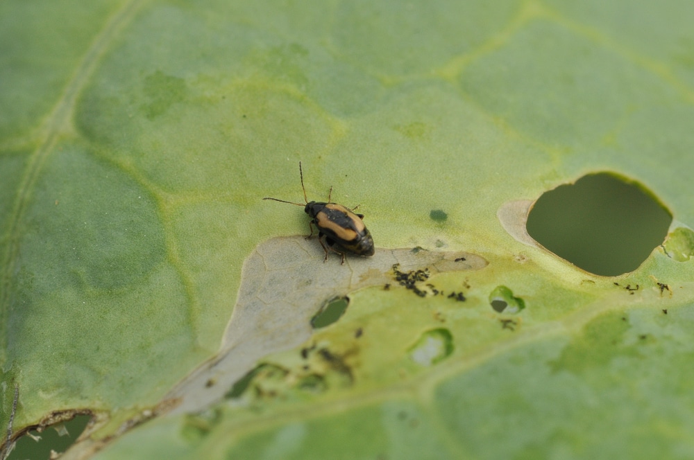 Flea beetle on plant