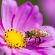 bee sat on spring daisy