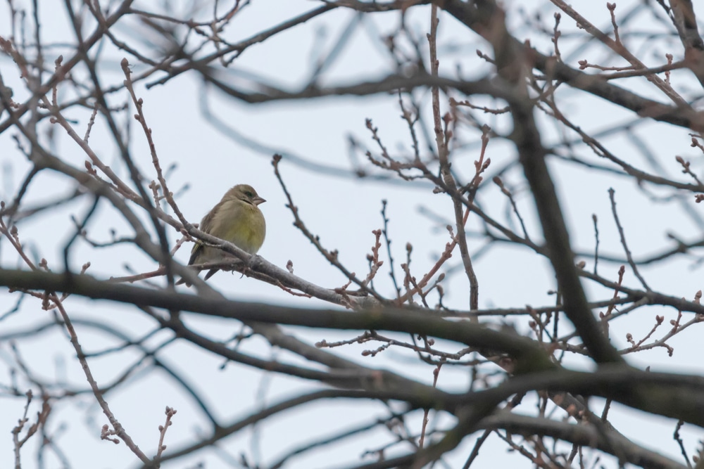 Male greenfinch on branch