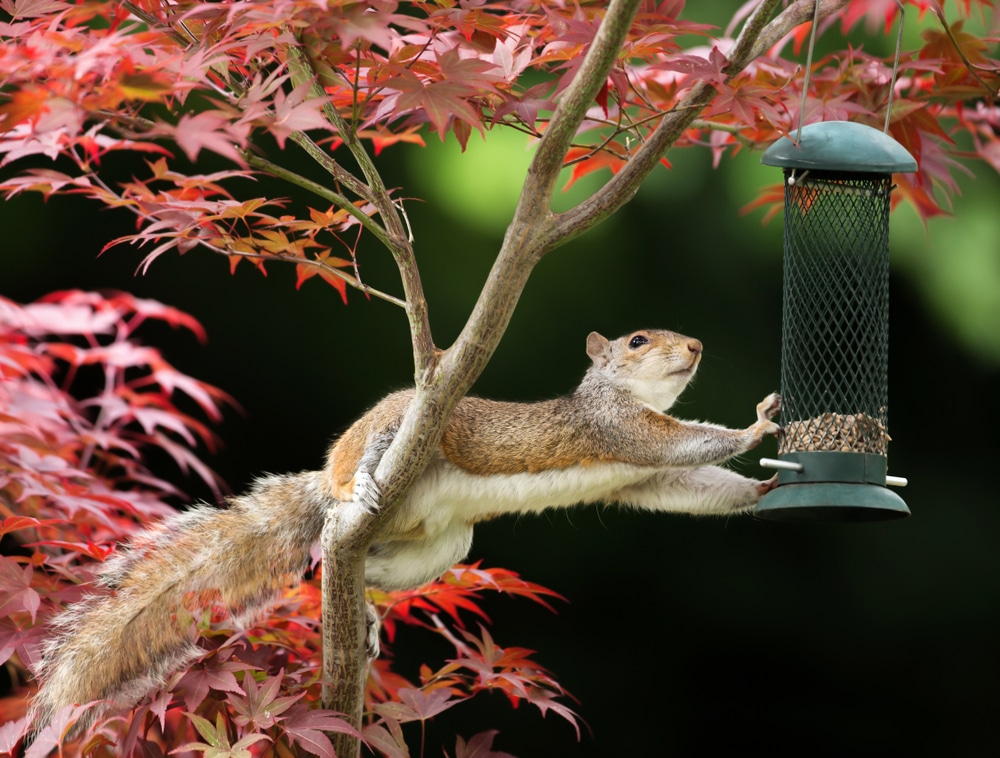 Squirrel grabbing the bird feeder