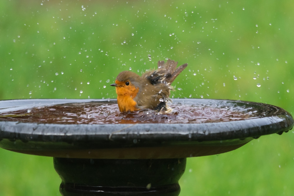 robin in bird bath