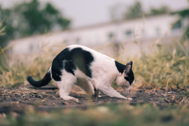 12 Best Plants To Deter Cats From Your Garden Horticulture.co.uk