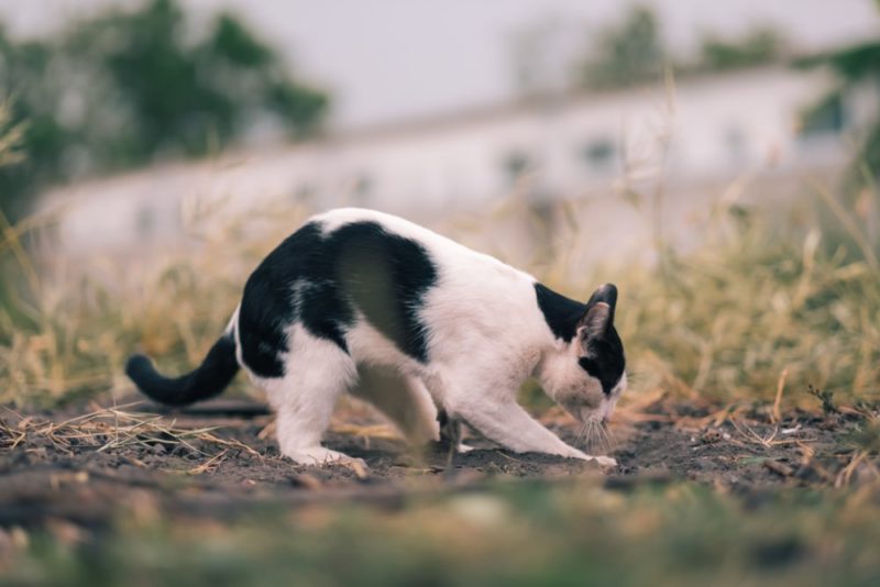 12 Best Plants To Deter Cats From Your Garden Horticulture.co.uk