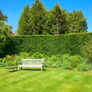 large garden hedge with lawn and wooden bench