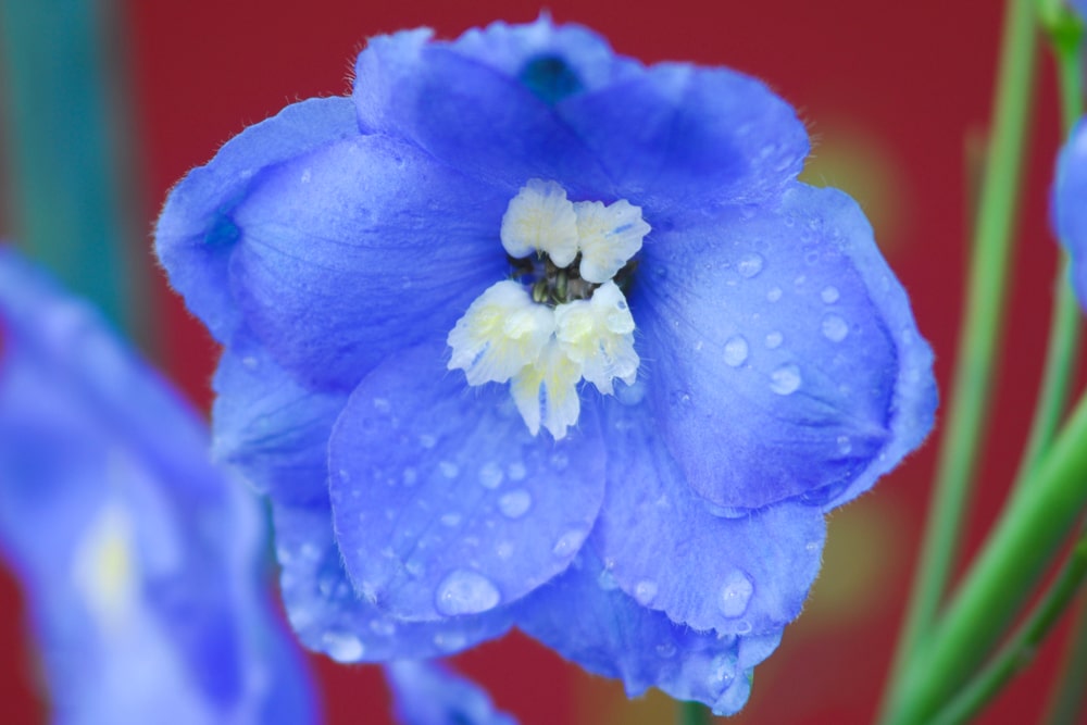 Close up of a blue delphinium flower