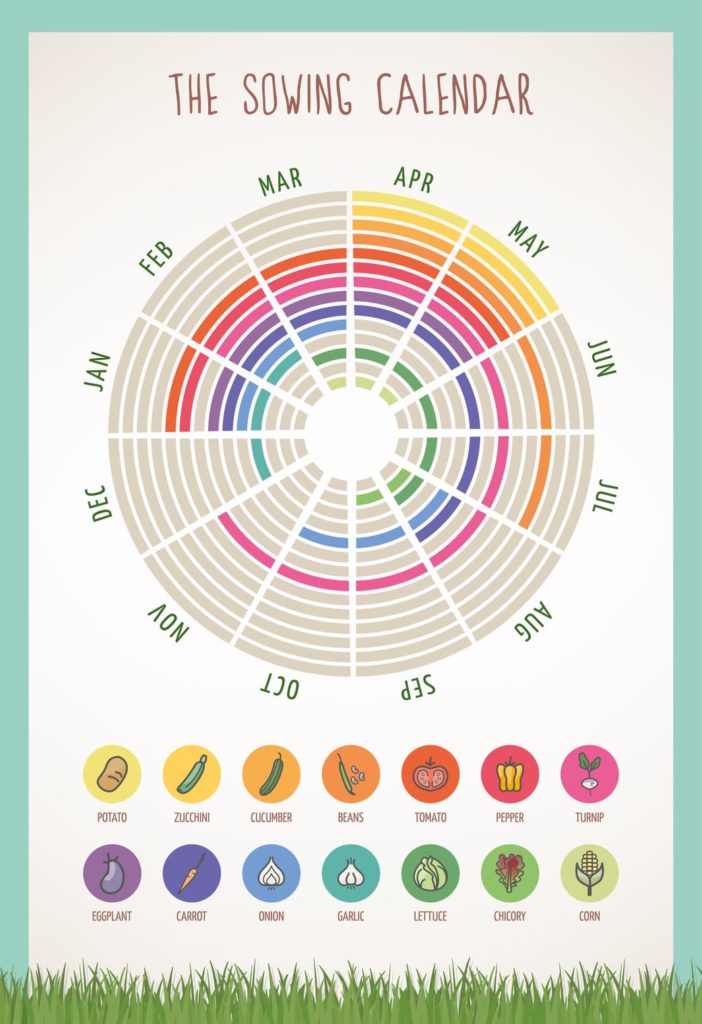 Sowing calendar illustration for growing veggies