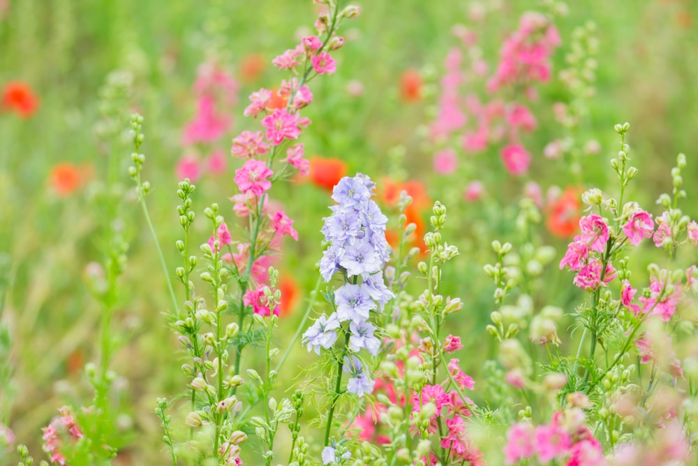Light purple and pink delphiniums growing naturally in a field