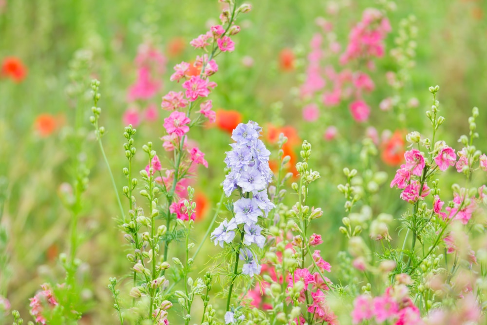 Light purple and pink delphiniums growing naturally in a field