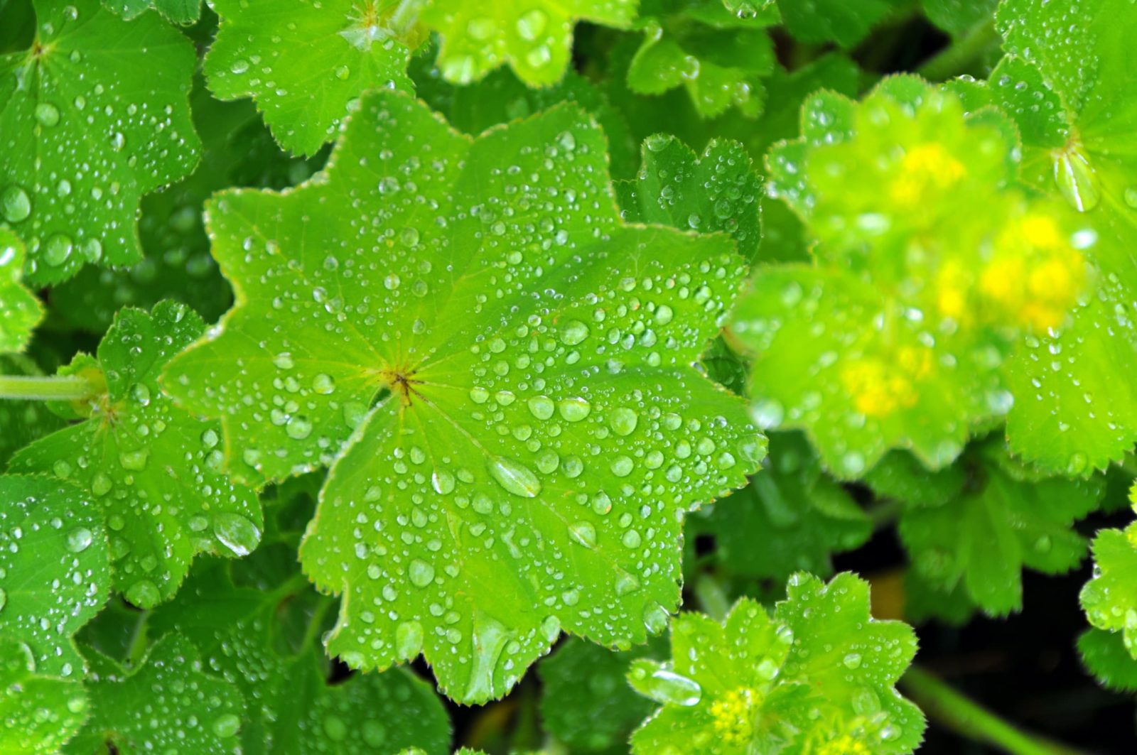 garden alchemilla covered in raindrops