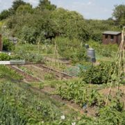 an allotment in Britain