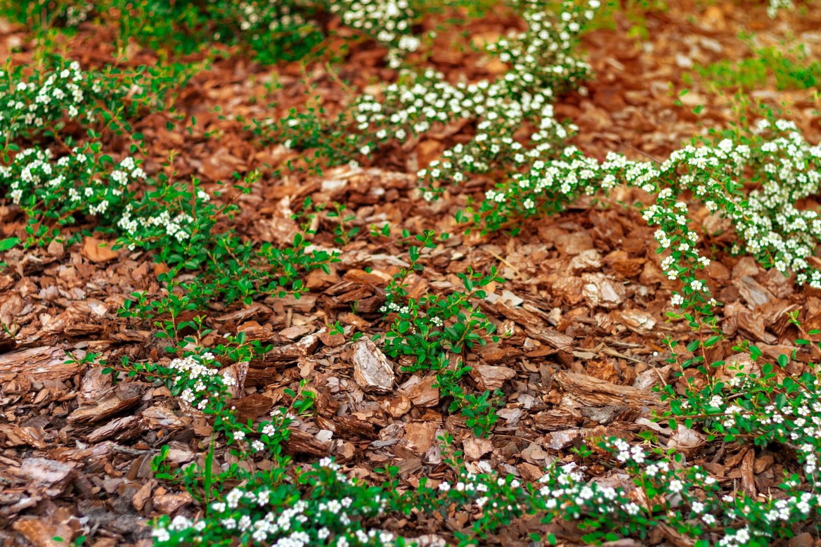 mulching on garden flowerbed