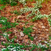 mulching on garden flowerbed