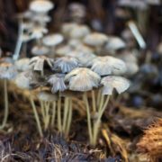 mushrooms growing out of compost