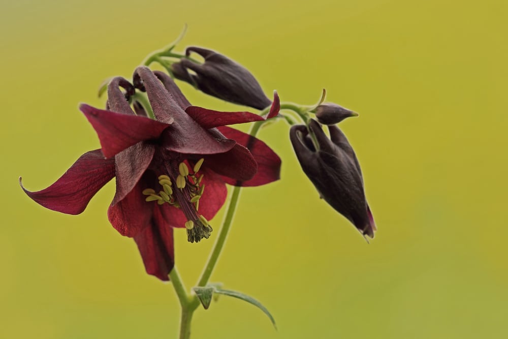 Dark columbine flower (also known as Aquilegia atrata)