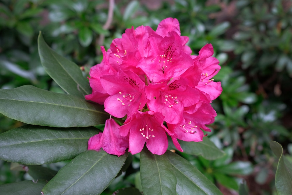 Pink Rhododendron blooming flowers