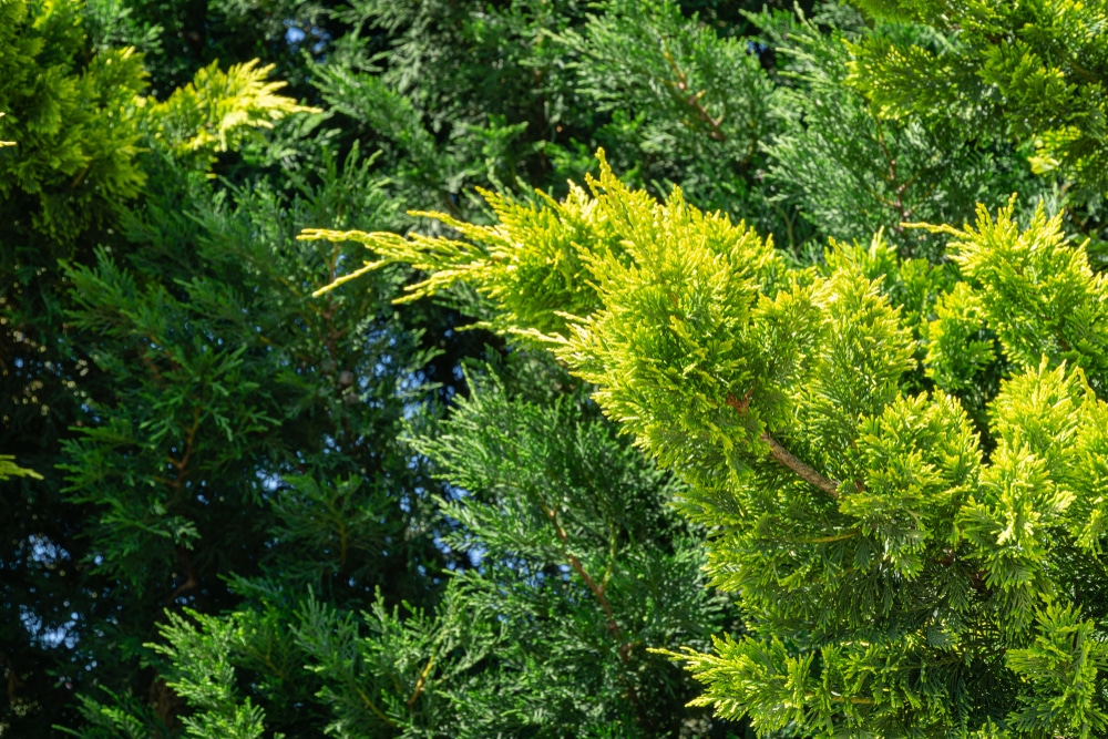 Close up of leylandii foliage