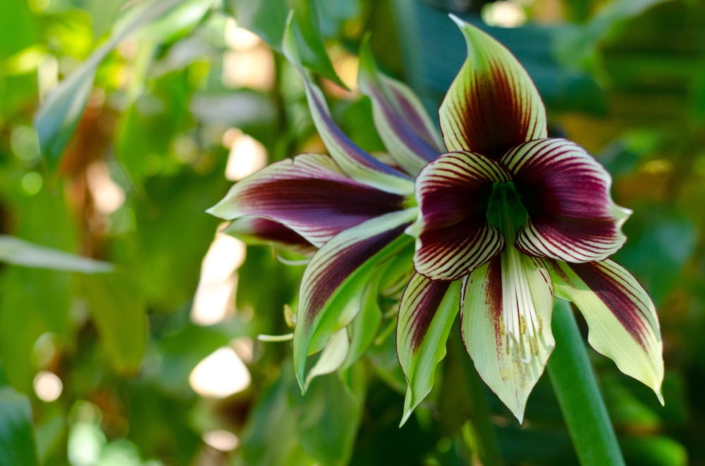 Butterfly amaryllis blooming in garden