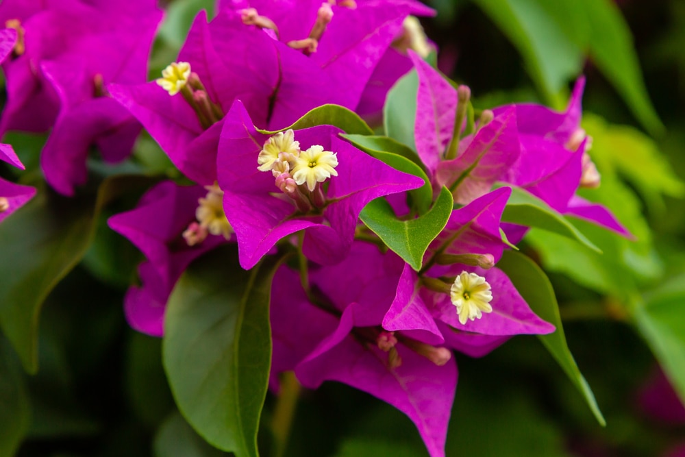 Magenta bracts surround small white flowers