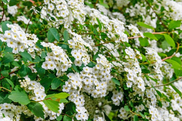 How To Grow & Care For Pyracantha Horticulture Magazine