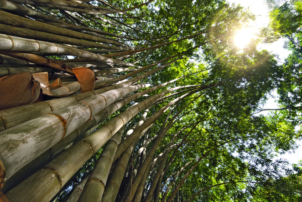 Giant bamboo in the Royal Botanic Gardens, Sri Lanka