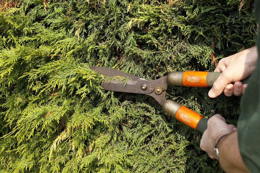 lenylandii hedge being cut back with manual trimmers