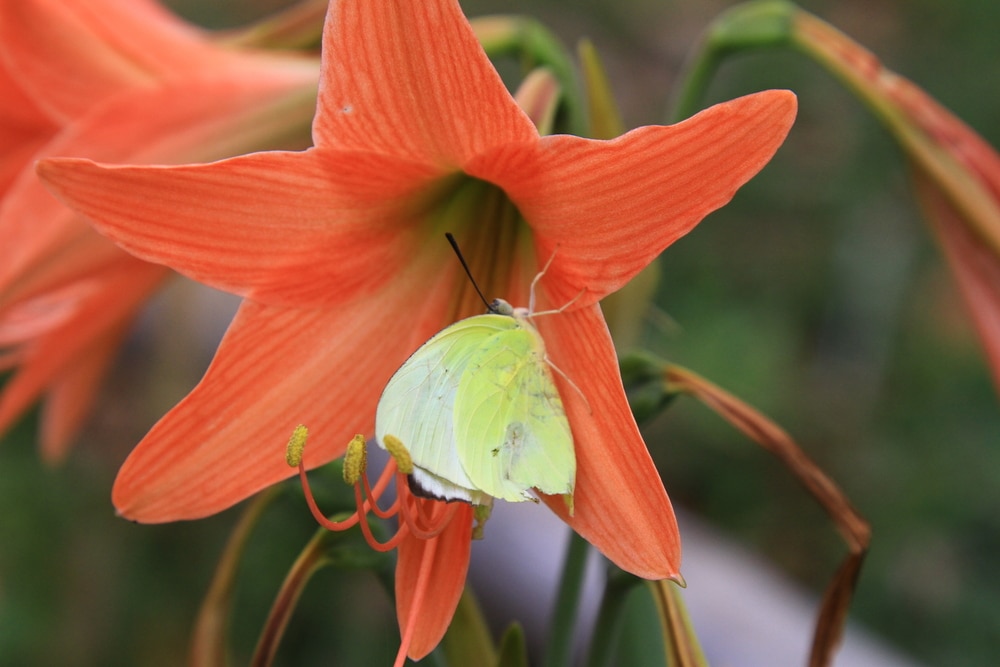 A yellow butterfly sat on an amaryllis orange sovereign flower