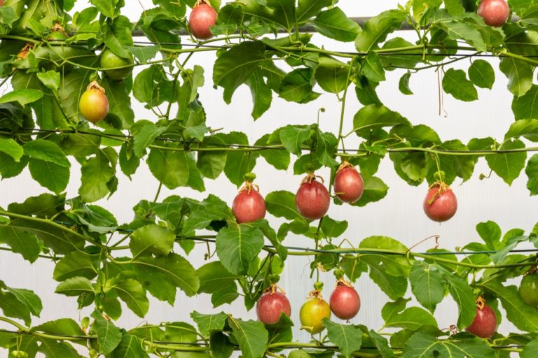 How To Grow Passiflora 'Passion Flower' Horticulture.co.uk