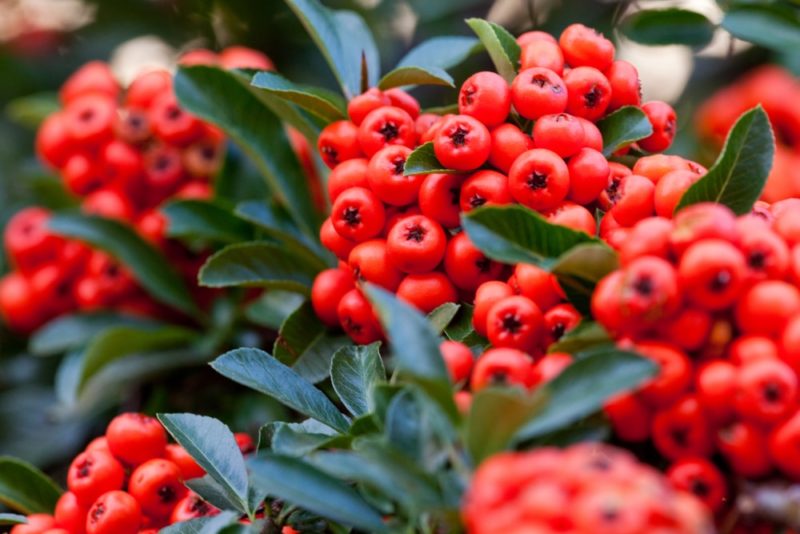 Pyracantha Care, Pruning & Growing Tips Horticulture.co.uk