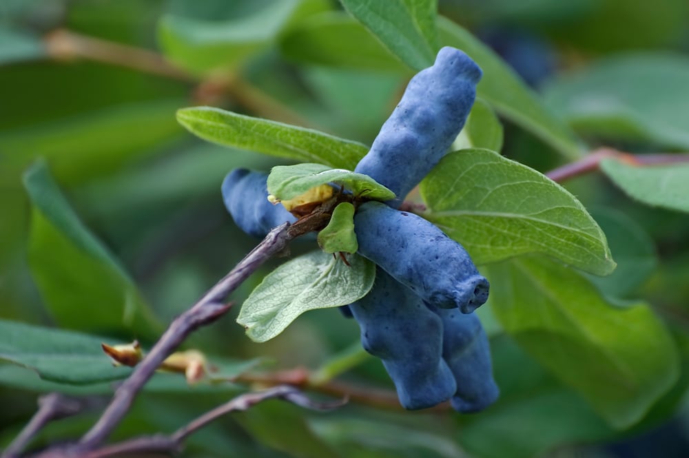 Lonicera caerulea with dark blue edible berries