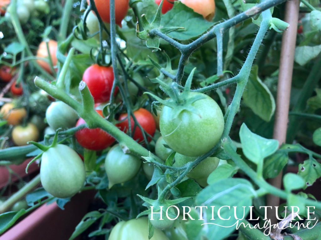 green, red and orange fruit growing from green stems on a tomato plant growing in containers inside a greenhouse