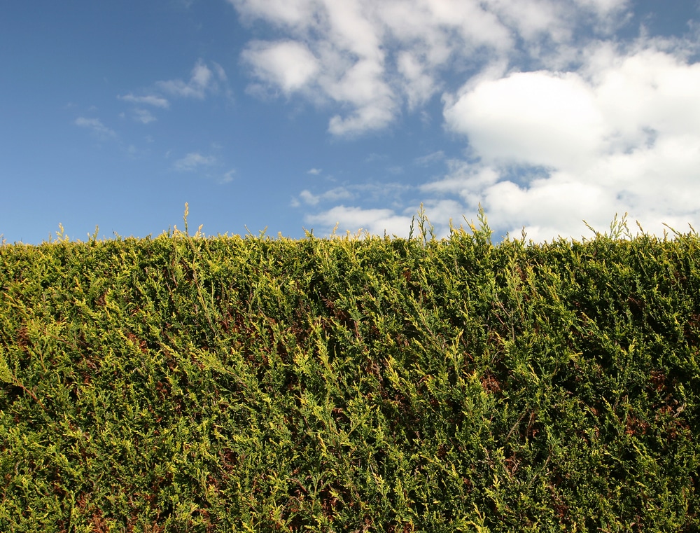 freshly trimmed hedging and blue sky with clouds