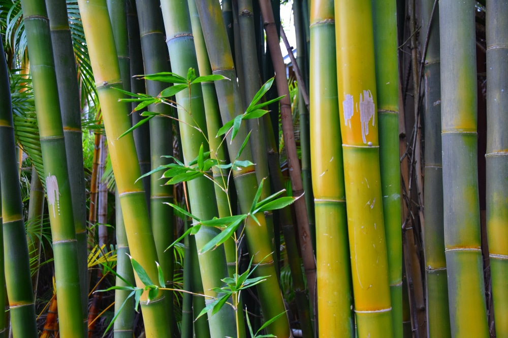 bamboo branches in a bamboo forest