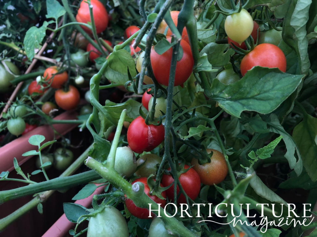 red, orange, green and yellow tomatoes growing from green stems that also bear green leaves in a container