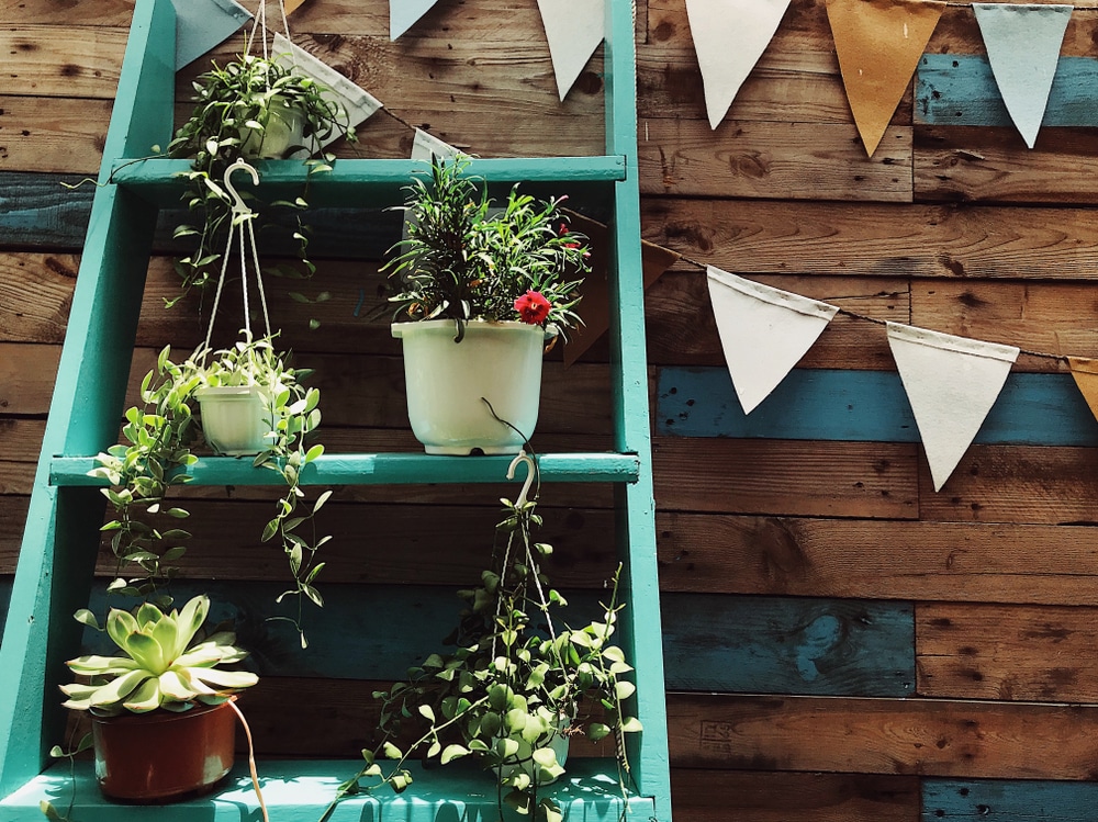 A ladder used as shelving for plant pots