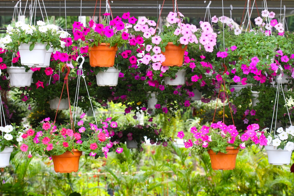 Hanging plant pots