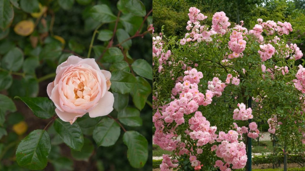Head Gardeners Recommend These Climbing Roses For Shady Garden Areas ...