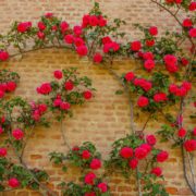 red roses climbing a wall