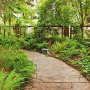 garden path with ferns either side