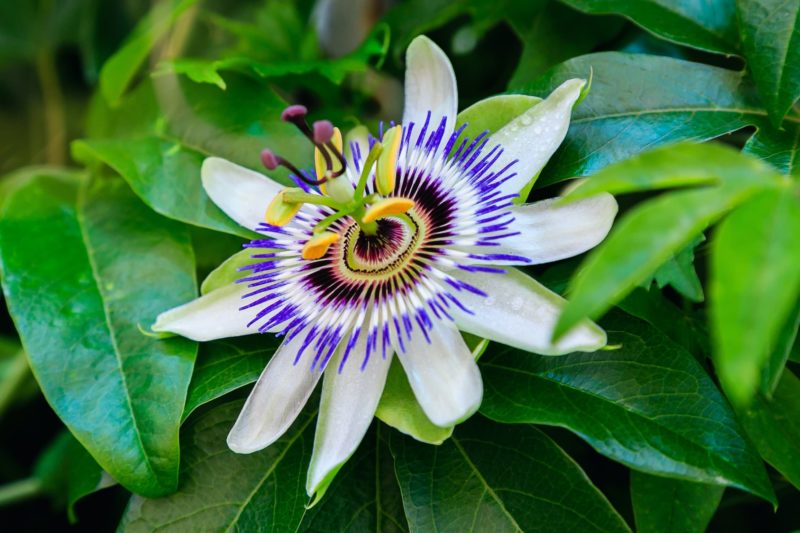 How To Grow Passiflora 'Passion Flower' Horticulture.co.uk