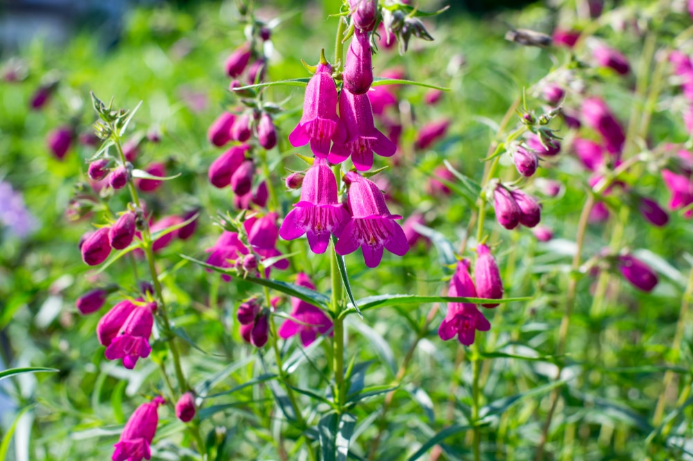 Penstemon x mexicali cultivar red rocks flowers growing in the grass