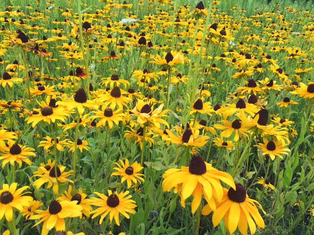 Rudbeckia flowers growing in a field