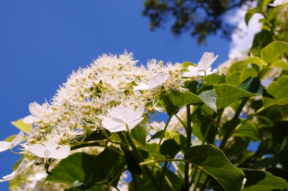 Close-up of a Floral Cluster of Hydrangea anomala subsp. petiolaris