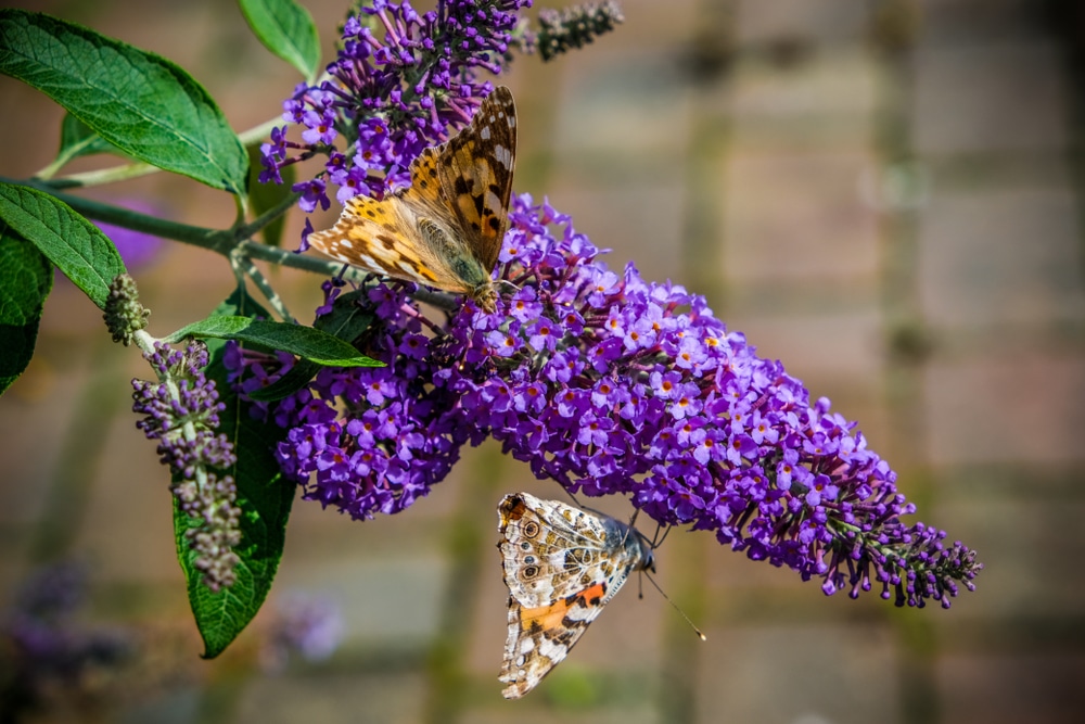 Butterflies sat on purple buddleia